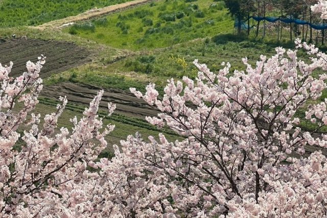 一ノ堰ハラネの春めき桜