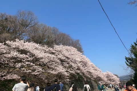 一ノ堰ハラネの春めき桜