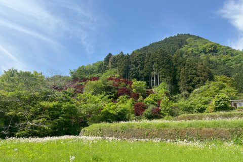 もみじ山