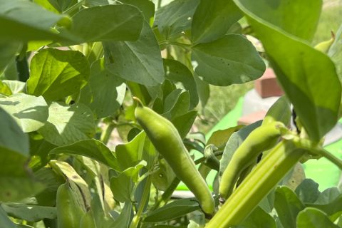 班目のソラマメ