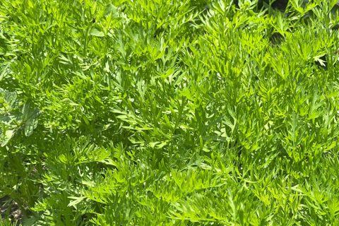 班目の春菊