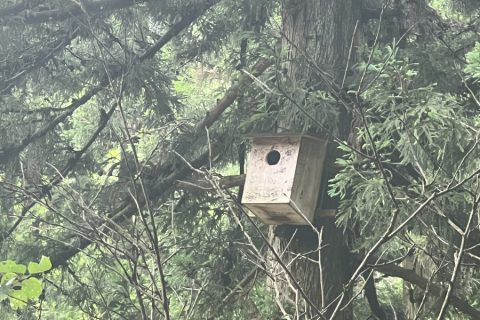 ムササビの巣箱