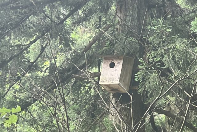 ムササビの巣箱