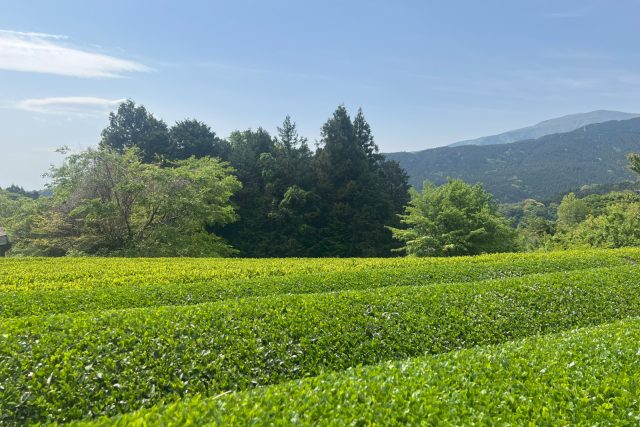 茶摘み中の茶畑
