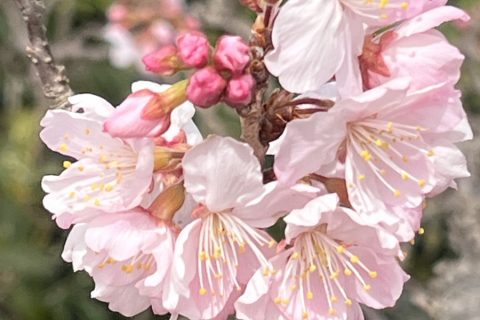 房咲きの春めき桜