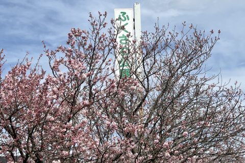 福沢公園の春めき桜