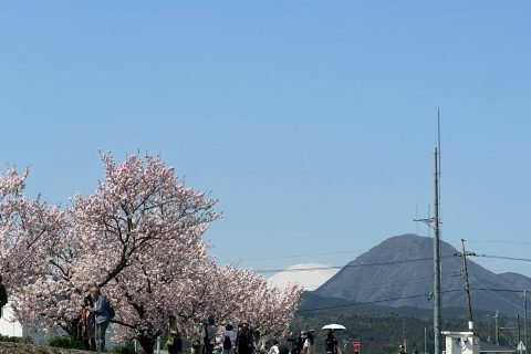 春木径の春めき桜と富士山
