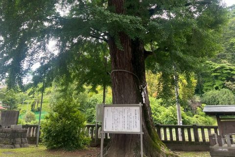 大銀杏