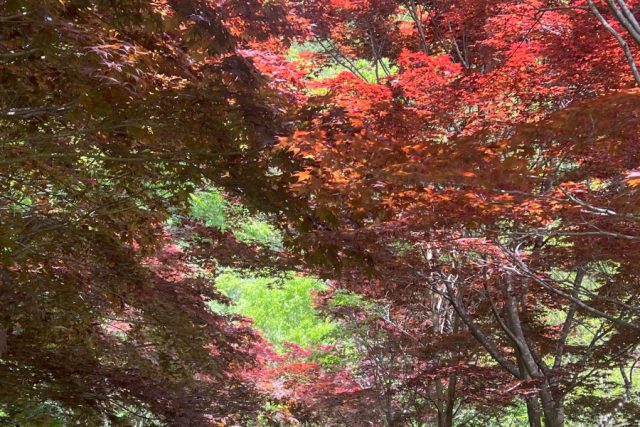 もみじ山
